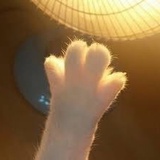 猫爪