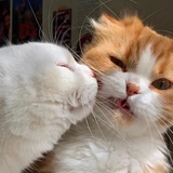 Amoureux