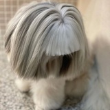 西施犬（褪色中