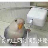 阿瓦达啃大西瓜