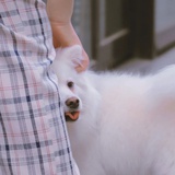 等我攒够六便士