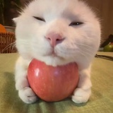 蓝蘋果