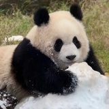 明天不理猫