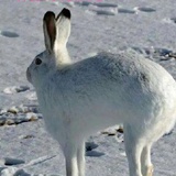 雪兔