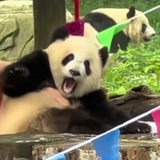 西西xi