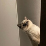 百事可爱