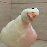 让我帮你净个身