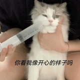 系舟