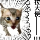 哪来的笨蛋