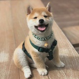 哈哈