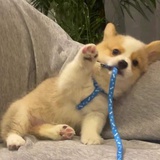 谁家的小狗