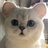 格