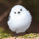 Birdy