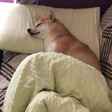 情绪化咸鱼