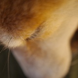 ᑋᵉᑊᑊᵒ