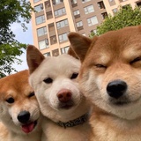 Ha