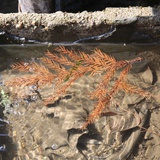 小七