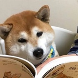 羊跑了