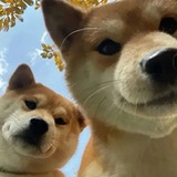 加拉帕戈斯