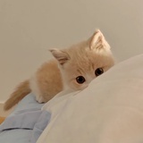 永无止境的夜