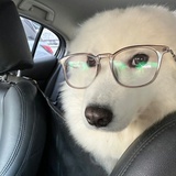 伸手不打笑脸狗
