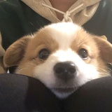 Bibab0