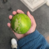 苏格拉没有底