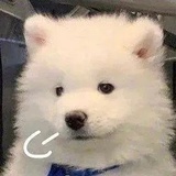 汪汪糯米包