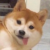 小狗收藏家
