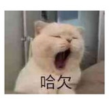 紫色小熊Skye