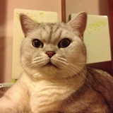 阳光彩虹老黄猫