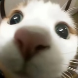 小勺大侠