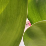 沙漠一枝花