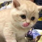 niki