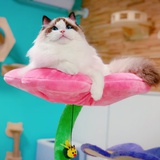 六度布偶猫