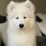 蒜香蕉太狼