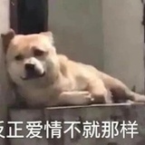 鲨鱼不食