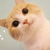橘猫