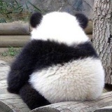 熊猫吃竹子