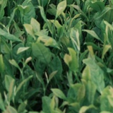 废话真多･_･ﾉ⌒●