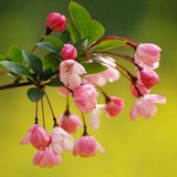 花花花花花久久