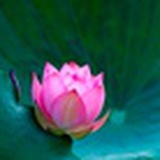 花下客