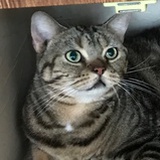 ( ･᷄ὢ･᷅ )培
