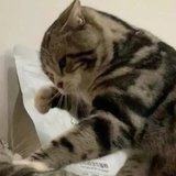 一条松糕