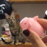 BunnyRuaRua