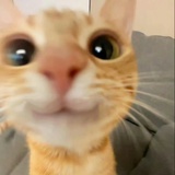 荔枝瓣