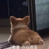 霖霖赛高
