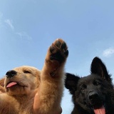 马莱间谍