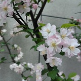 菜鸟Yee