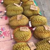 秦艾德